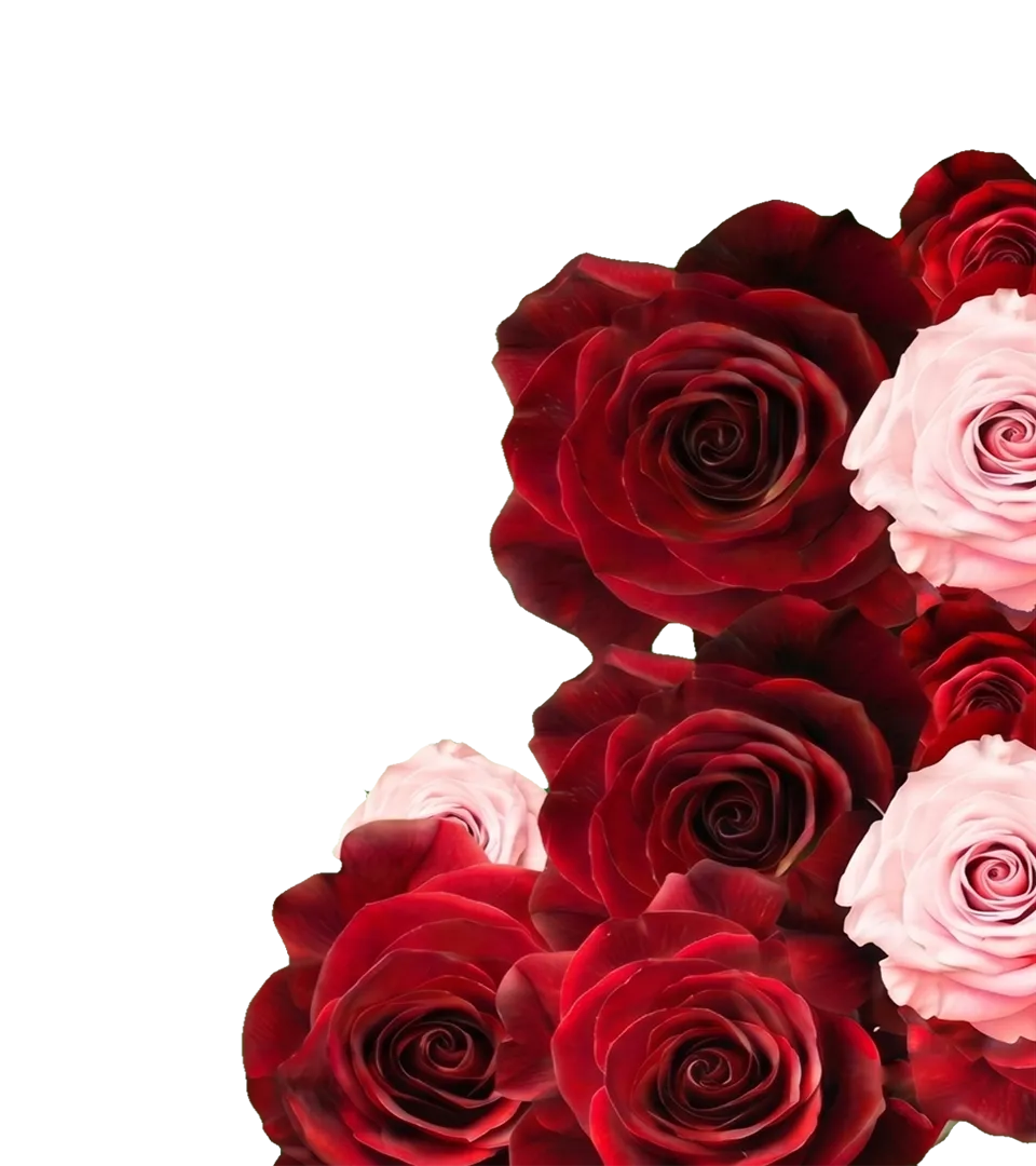 Rosas derecha